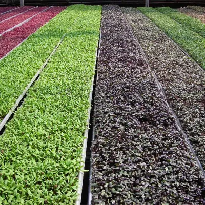 Biodegradable Substrate